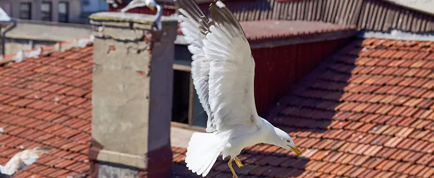 Residential Chimney Animal Removal Solution in Palm Springs, FL
